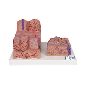 Micro-Anatomie van de Lever