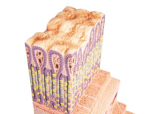 Micro-anatomie Model Maagwand