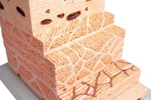 Micro-anatomie Model Maagwand