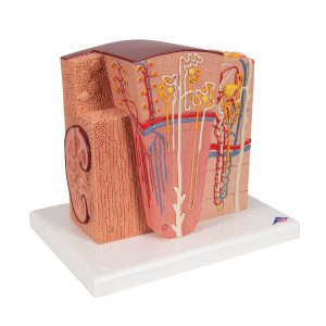 Micro-Anatomie van de Nier
