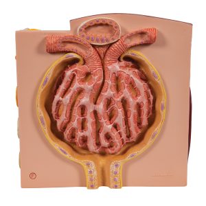 Micro-Anatomie van de Nier