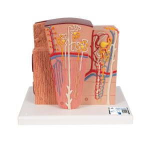 Micro-Anatomie van de Nier