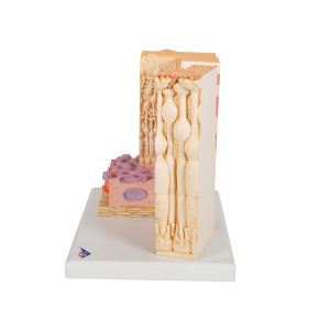 Micro-anatomie Oog - Retina