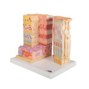 Micro-anatomie Oog - Retina