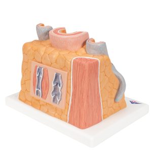 Micro anatomie slagader en ader