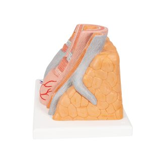 Micro anatomie slagader en ader