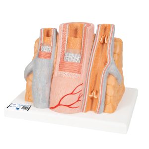 Micro anatomie slagader en ader