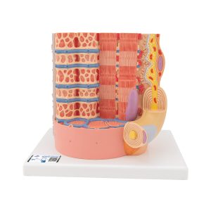 MICROanatomie Spiervezel