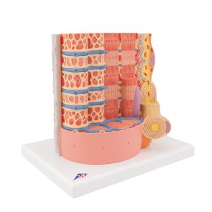 MICROanatomie Spiervezel