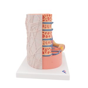 MICROanatomie Spiervezel