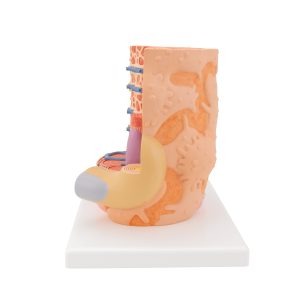 MICROanatomie Spiervezel