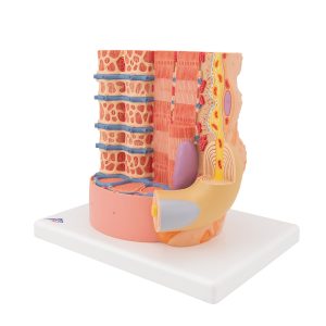 MICROanatomie Spiervezel