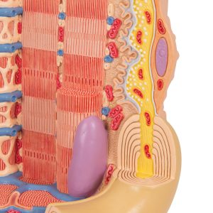 MICROanatomie Spiervezel
