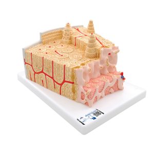 MicroAnatomie Botstructuur, 80x vergroot