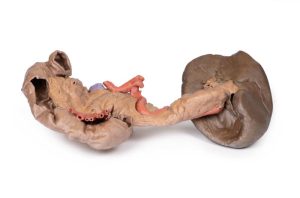 Milt & Pancreas, 3D Print