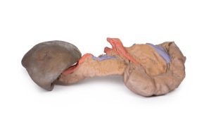 Milt & Pancreas, 3D Print