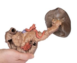 Milt & Pancreas, 3D Print