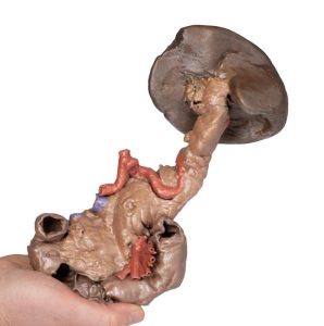 Milt & Pancreas, 3D Print