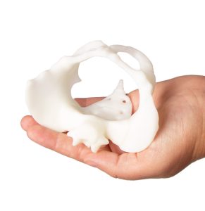 Mini Bekkenmodel met Foetuspop