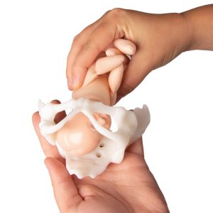 Mini Bekkenmodel met Foetuspop
