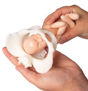 Mini Bekkenmodel met Foetuspop