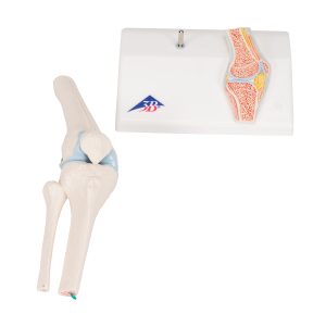 Mini knie met doorsnede, beweegbaar