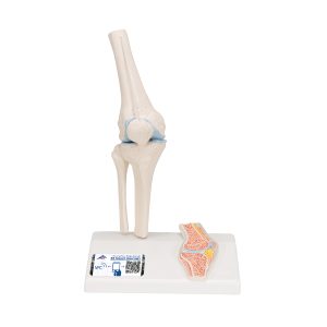 Mini knie met doorsnede, beweegbaar