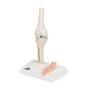 Mini knie met doorsnede, beweegbaar
