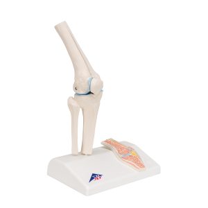Mini knie met doorsnede, beweegbaar