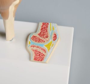 Mini Kniemodel met Dwarsdoorsnede
