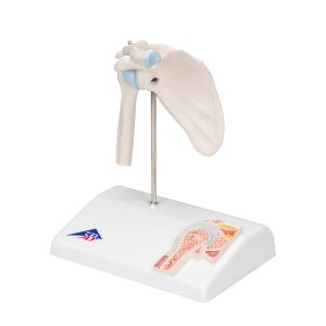 Mini schouder met doorsnede, beweegbaar