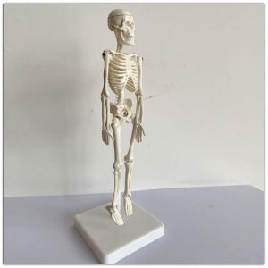 Mini Skelet Model, 20 cm