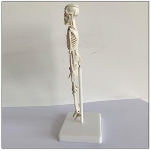 Mini Skelet Model, 20 cm