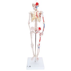 Mini Skelet 80 cm, met spieraanduiding