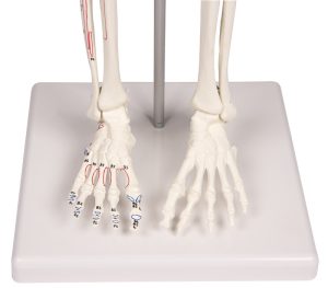 Mini Skelet met Spieraanduiding