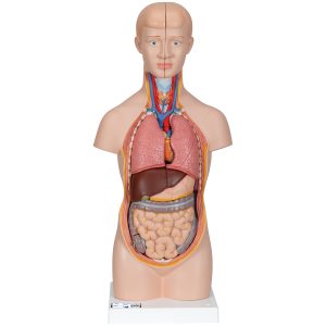 Mini Torso, 12-delig