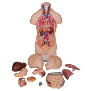 Mini Torso, 12-delig