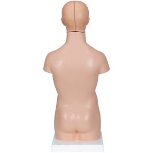 Mini Torso, 12-delig