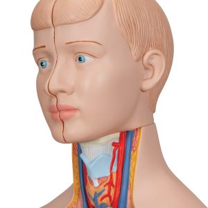Mini Torso, 12-delig