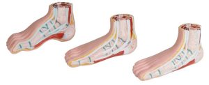 Mini Voetmodellen Set