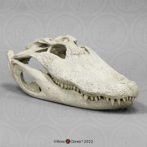 Mississippialligator Schedelmodel