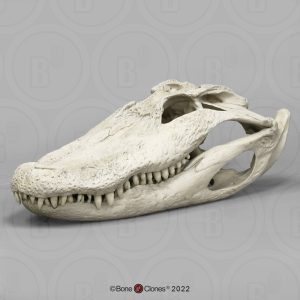 Mississippialligator Schedelmodel