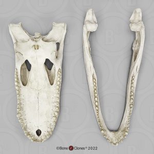 Mississippialligator Schedelmodel