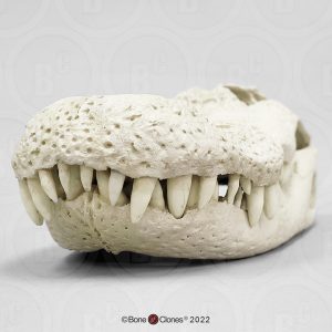 Mississippialligator Schedelmodel