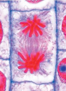 Mitose & Meiose Onderwijspakket