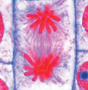 Mitose & Meiose Onderwijspakket