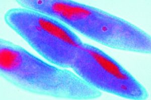 Mitose en Meiose Preparatenset, 5-delig