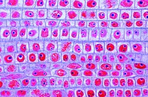 Mitose en Meiose Preparatenset, 5-delig