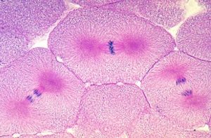 Mitose en Meiose Preparatenset, 5-delig