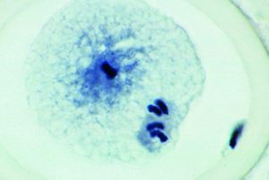Mitose en Meiose Preparatenset, 6-delig